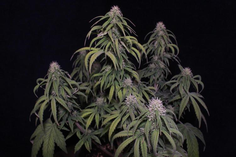 Gorilla Zkittlez Autoflower. Week 8