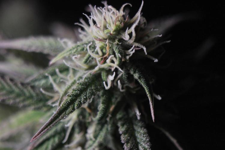 Sweet Muscle 💪🍬. Week 9