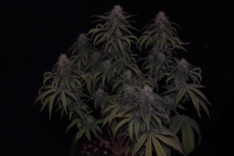 Sweet Muscle 💪🍬. Week 9