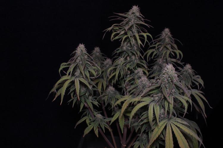 Sweet Muscle 💪🍬. Week 9