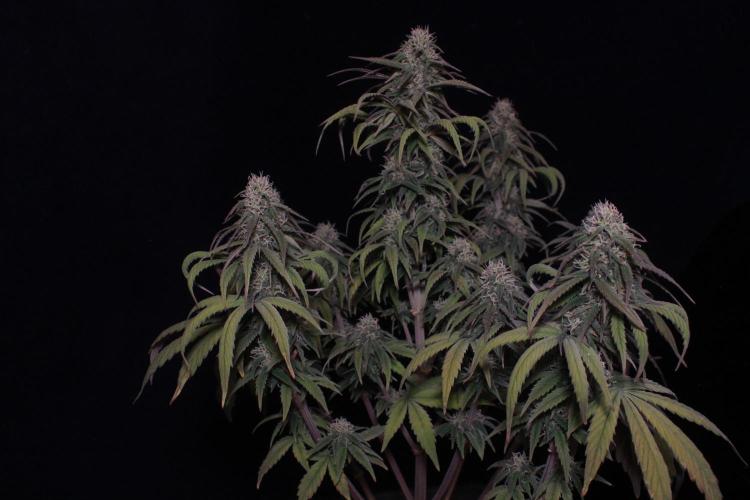 Sweet Muscle 💪🍬. Week 9
