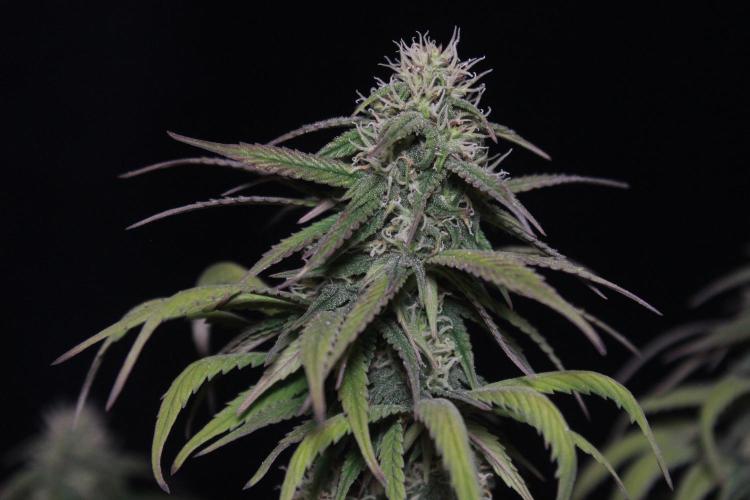 Sweet Muscle 💪🍬. Week 9