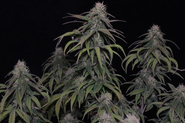 MSNL Seeds - Gorilla Zkittlez Autoflower door Purrple_Haze