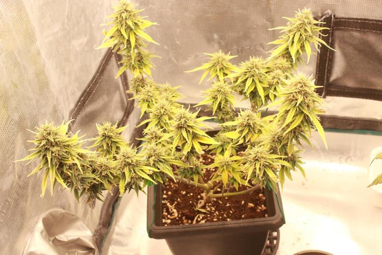 Sweet Muscle 💪🍬. Week 9
