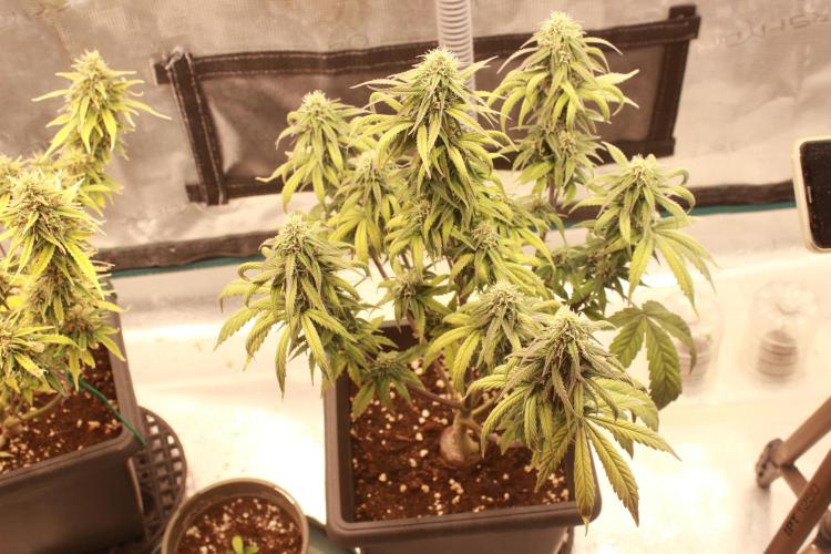 Sweet Muscle 💪🍬. Week 9