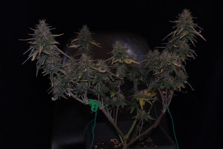 Sweet Muscle 💪🍬. Week 9