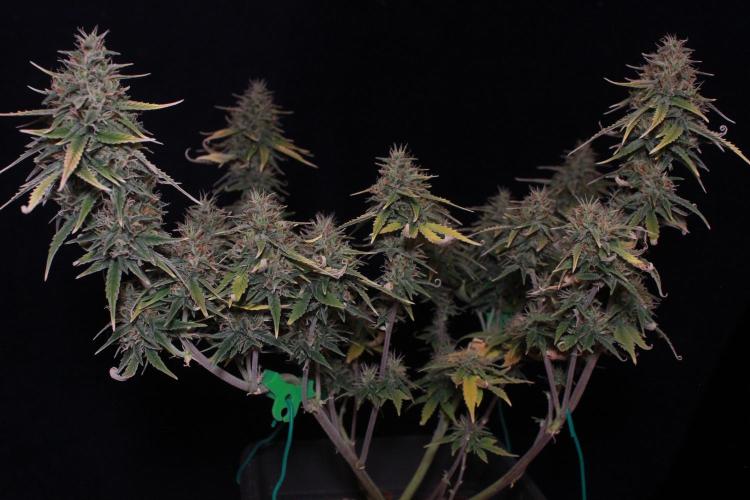 Sweet Muscle 💪🍬. Week 9