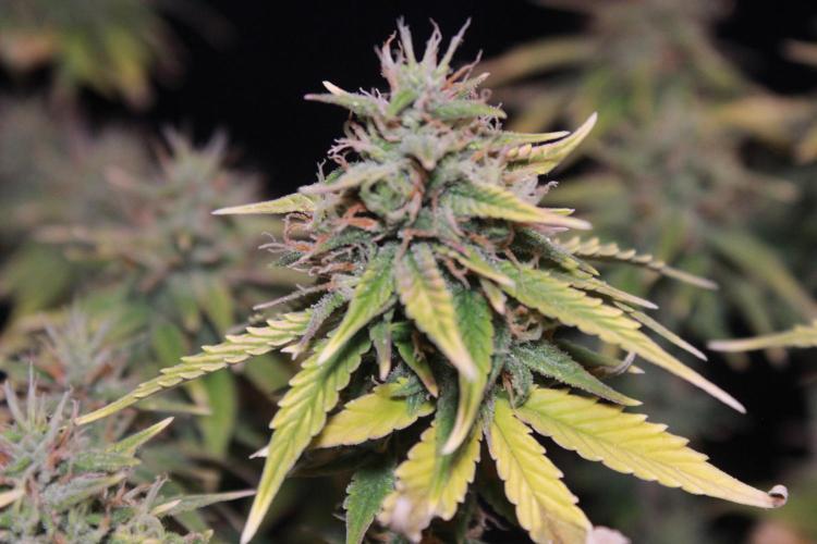 MSNL Seeds - Gorilla Zkittlez Autoflower door Purrple_Haze