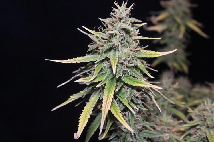 Sweet Muscle 💪🍬. Week 9