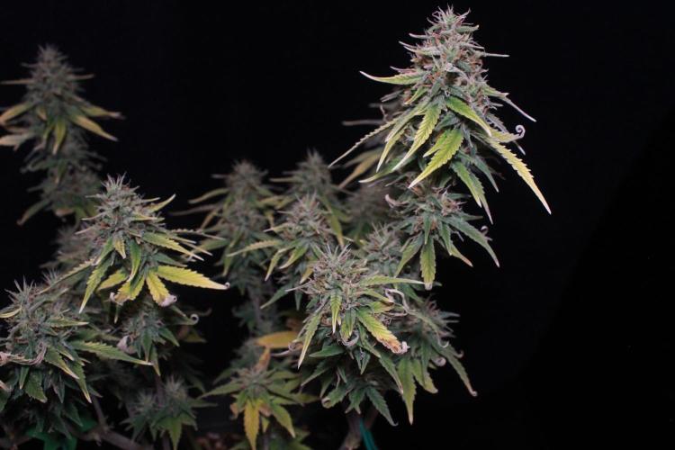 Sweet Muscle 💪🍬. Week 9