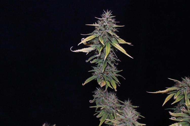 Sweet Muscle 💪🍬. Week 9