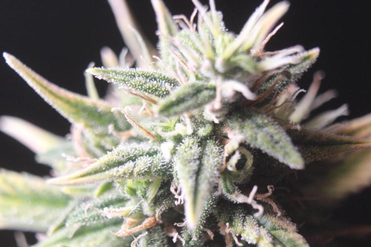 Gorilla Zkittlez Autoflower. Week 9