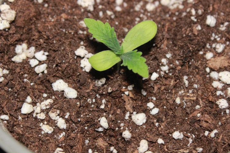 🌱 A Surprise from the Past. Week 1