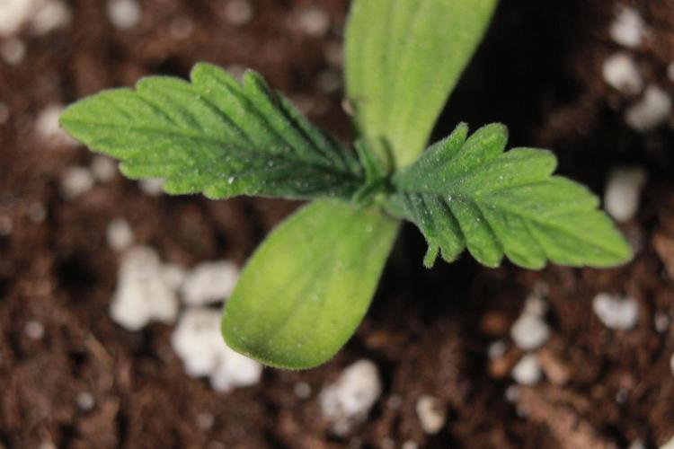 🌱 A Surprise from the Past. Week 1
