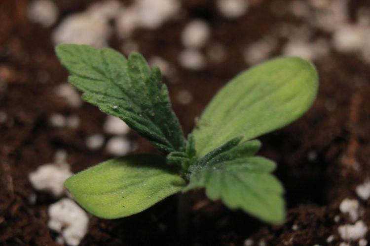 🌱 A Surprise from the Past. Week 1