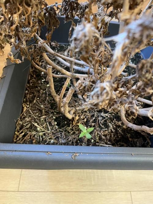 🌱 A Surprise from the Past. Week 1