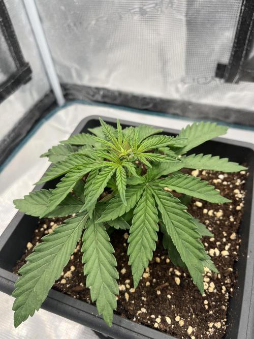 🌱 A Surprise from the Past. Week 3