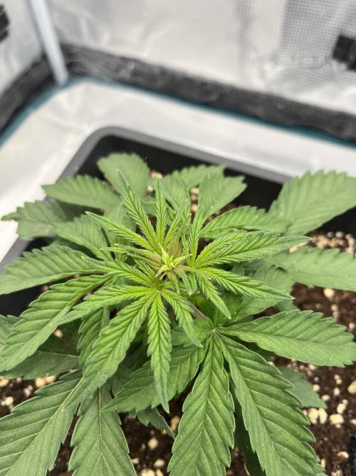 🌱 A Surprise from the Past. Week 3