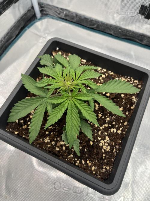 🌱 A Surprise from the Past. Week 3