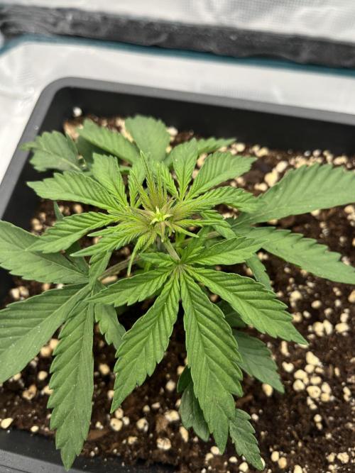 🌱 A Surprise from the Past. Week 3