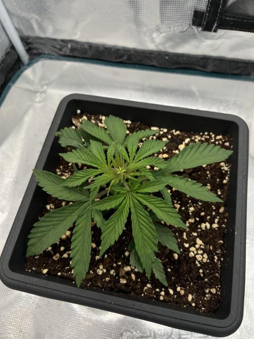 🌱 A Surprise from the Past. Week 3