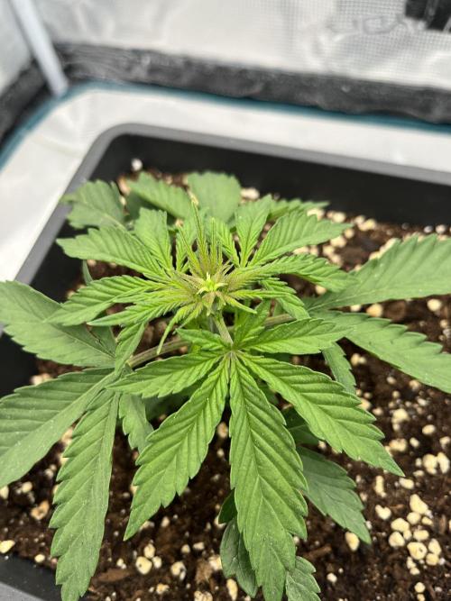 🌱 A Surprise from the Past. Week 3