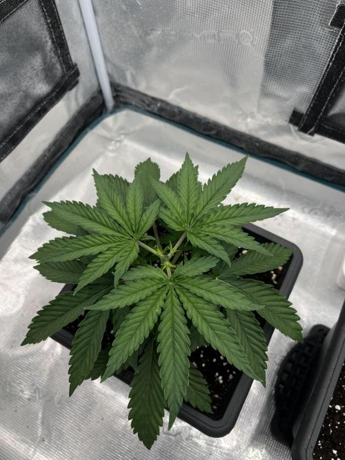 🌱 A Surprise from the Past. Week 4