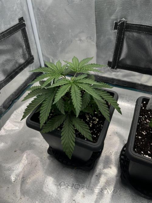 🌱 A Surprise from the Past. Week 4