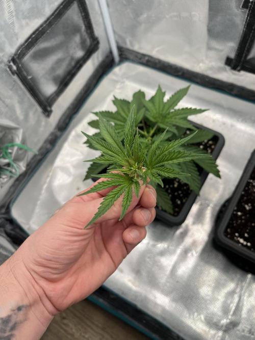 🌱 A Surprise from the Past. Week 4