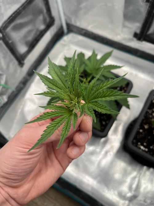 🌱 A Surprise from the Past. Week 4