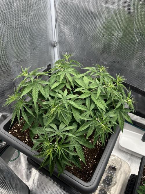 🌱 A Surprise from the Past. Week 4