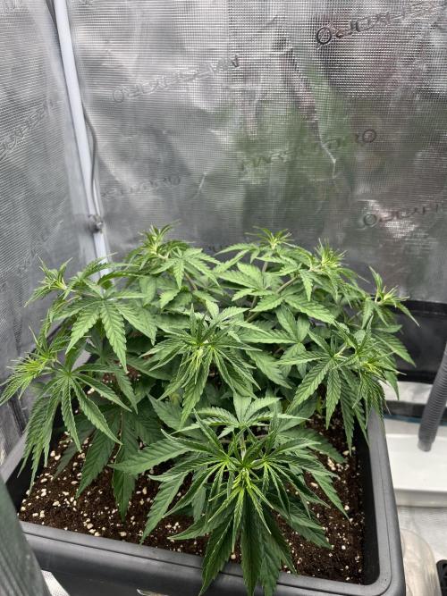 🌱 A Surprise from the Past. Week 4