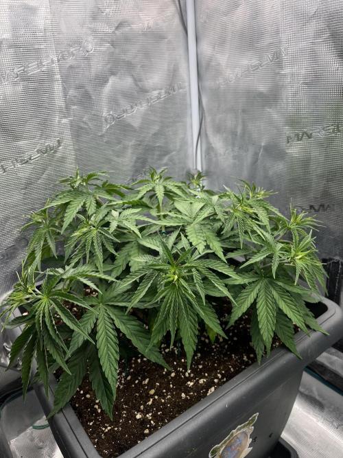 🌱 A Surprise from the Past. Week 4