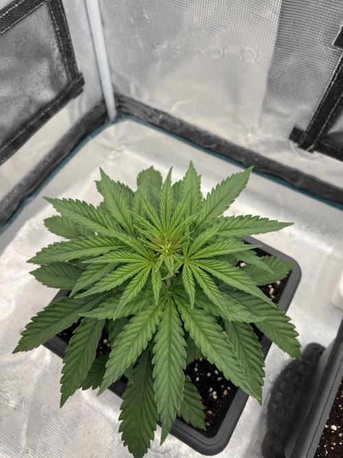 🌱 A Surprise from the Past. Week 4