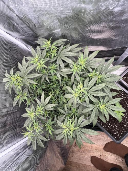 🌱 A Surprise from the Past. Week 6