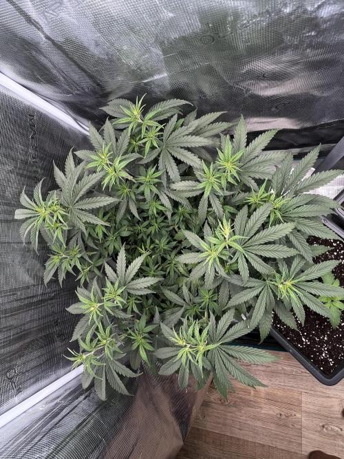 🌱 A Surprise from the Past. Week 6
