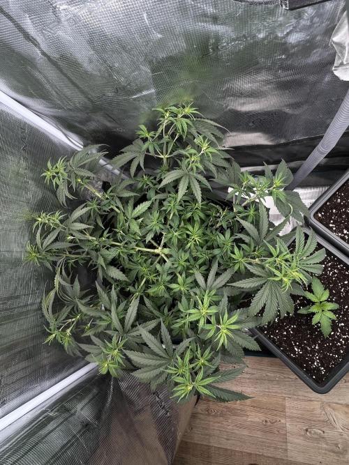 🌱 A Surprise from the Past. Week 6