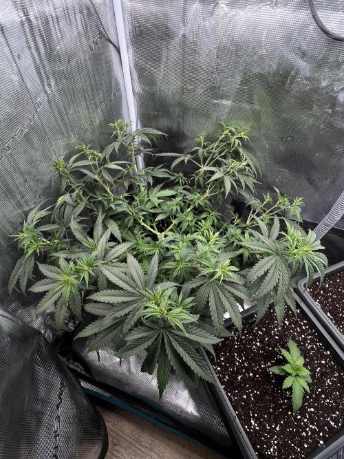 🌱 A Surprise from the Past. Week 6