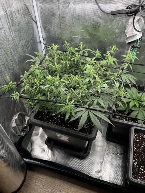 🌱 A Surprise from the Past. Week 6