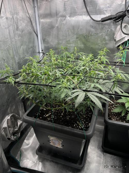 🌱 A Surprise from the Past. Week 6