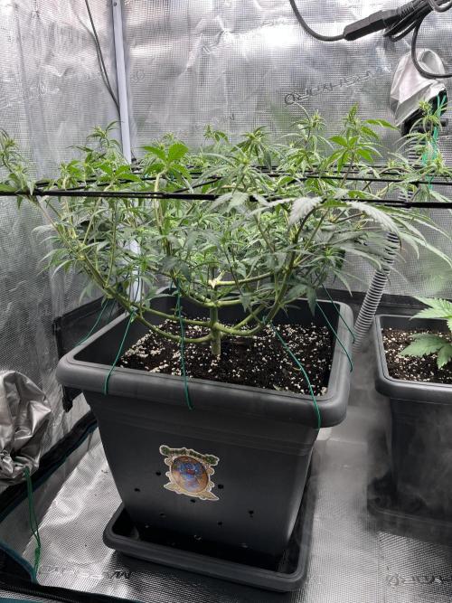 🌱 A Surprise from the Past. Week 6