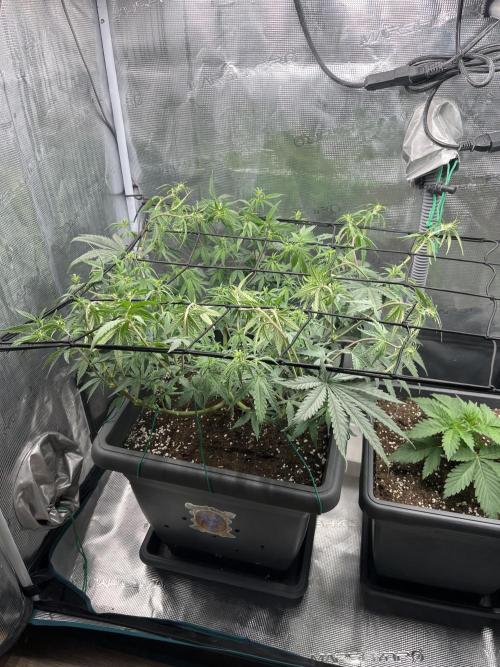 🌱 A Surprise from the Past. Week 6