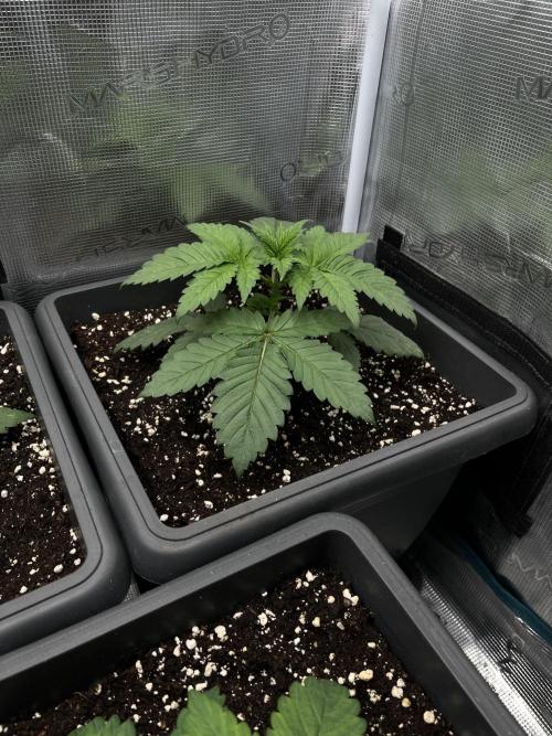 🚀 From Spark to Explosion 🌱💥. Week 2