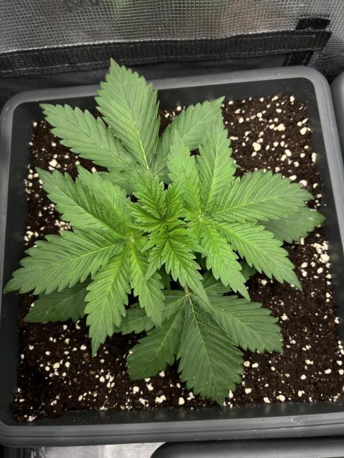 🚀 From Spark to Explosion 🌱💥. Week 2