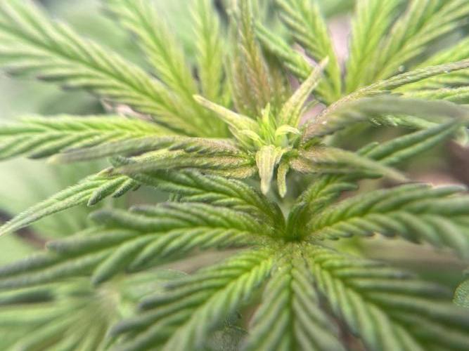 🌱 A Surprise from the Past. Week 3