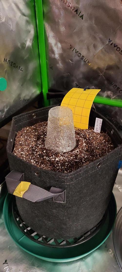 Strawberry Gorilla Auto. Week 0 - germ day 3