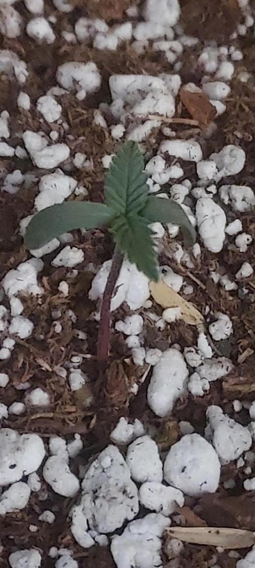 Strawberry Gorilla Auto. Week 0 - germ day 7