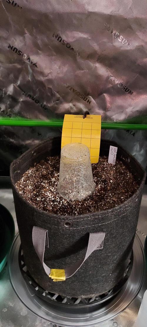 Sour Jealousy Auto. Week 0 - germ day 3