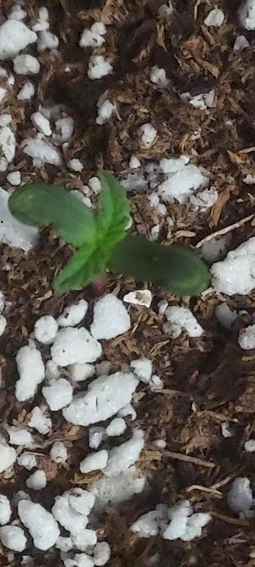 Sour Jealousy Auto. Week 0 - germ day 7