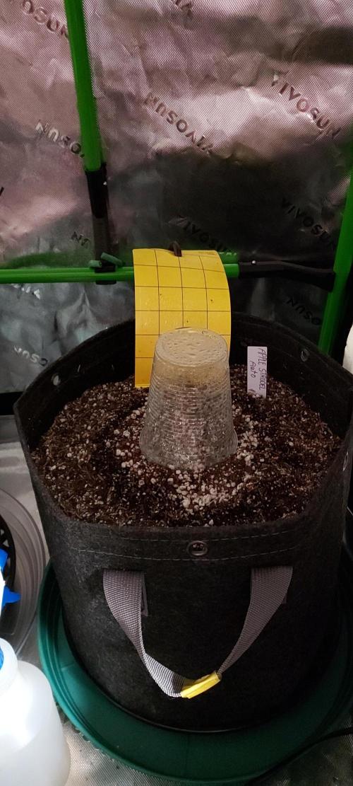 Apple Strudel Auto. Week 0 - day3